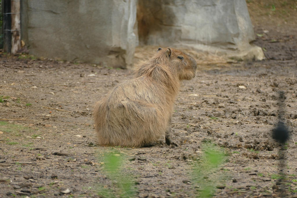 Capybara Big Guinea Pig