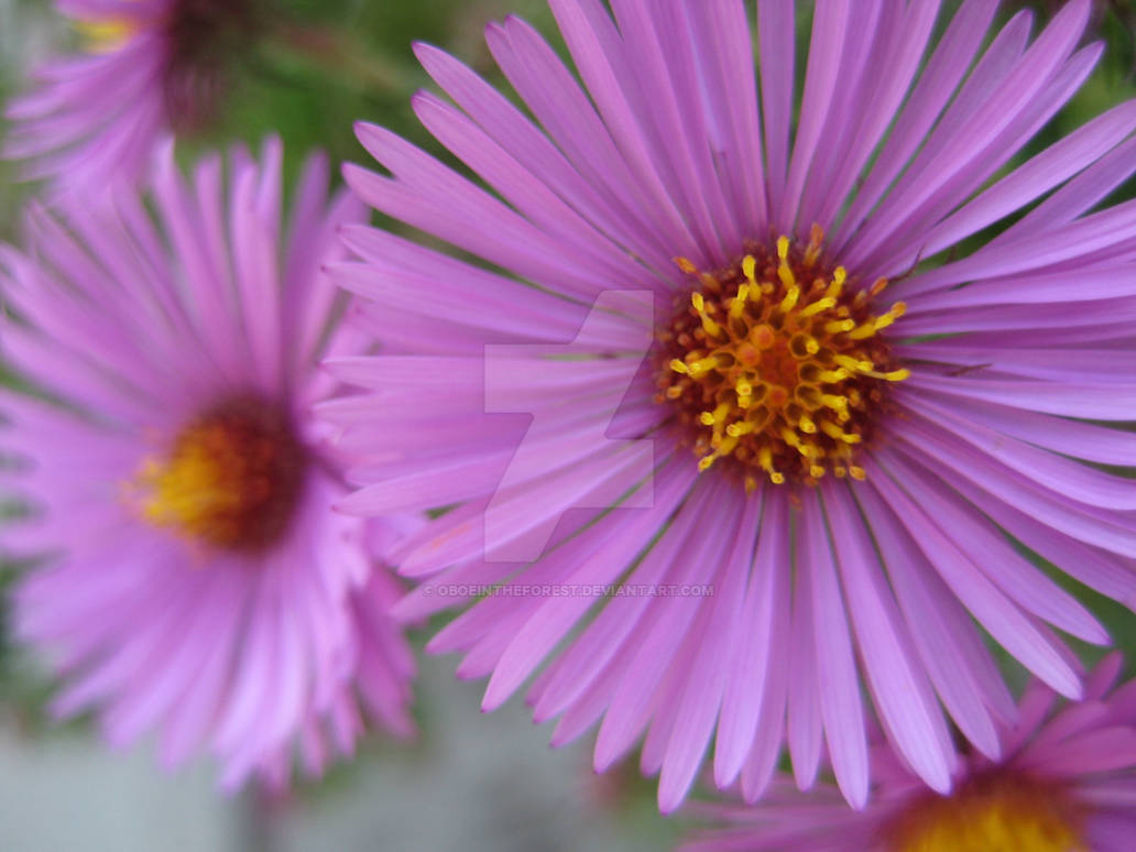 Asters