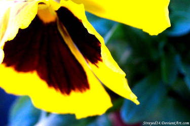 Yellow Flower