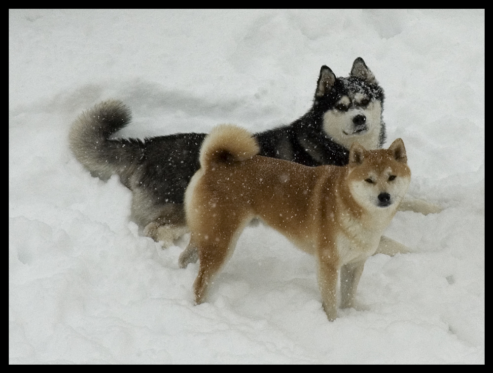 SnowDogs 2