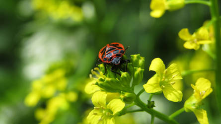 Firebug - Pyrrhocoris Apterus