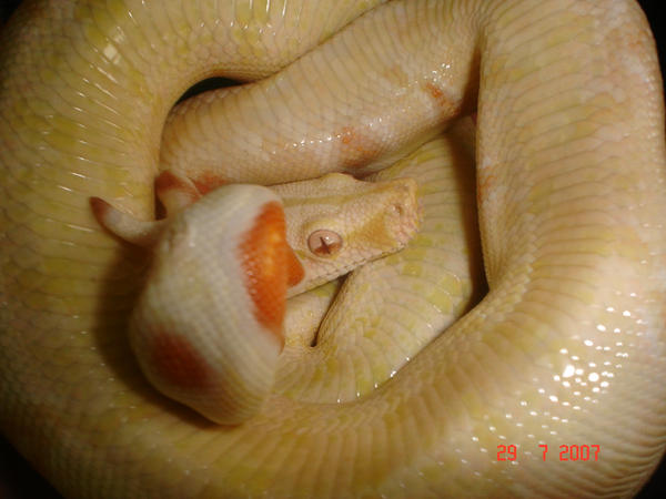 Nagini Boa