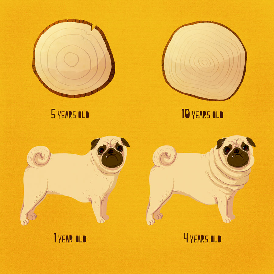 HOW OLD IS YOUR PUG?