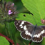 Melanargia syriaca