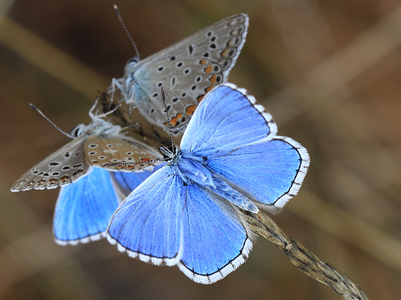 P bellargus  crassipuncta