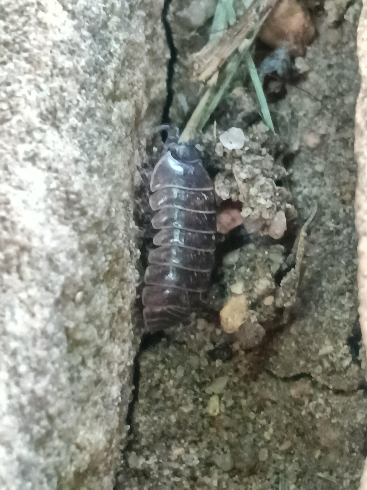Cracking Insect Pill Bug in Crack by GrayComputer on DeviantArt
