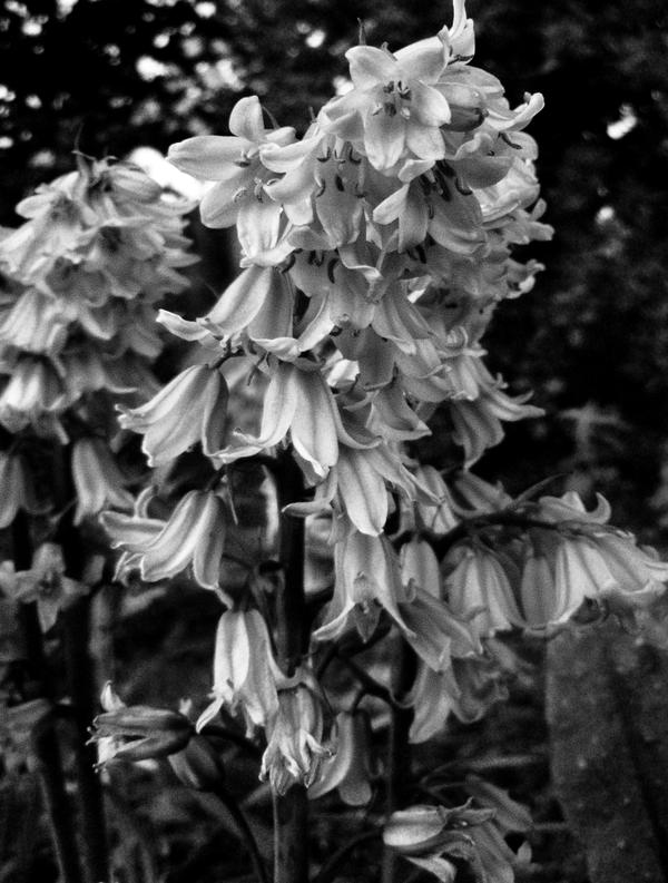 Desecration Smile by kagomechan24 on DeviantArt