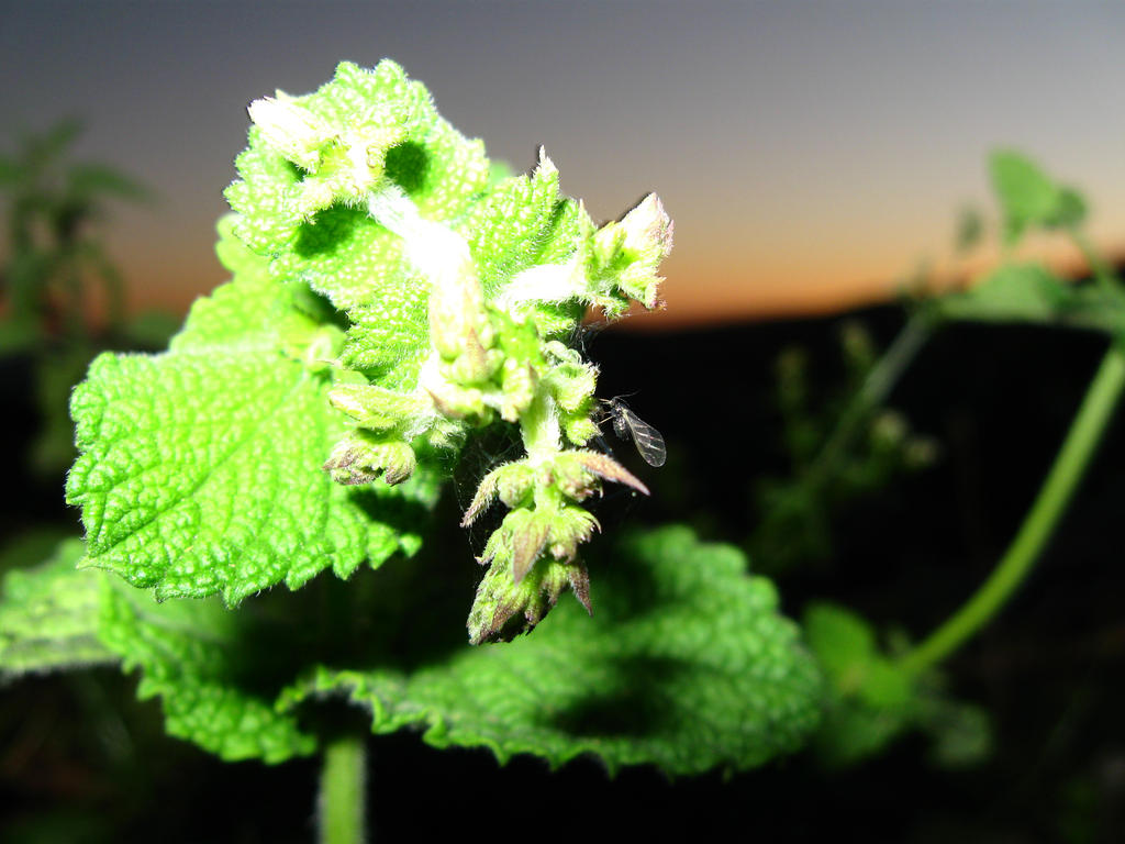 macro on the sunset