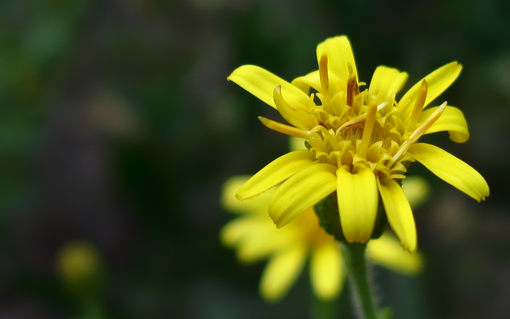 Yellow Flower Wide