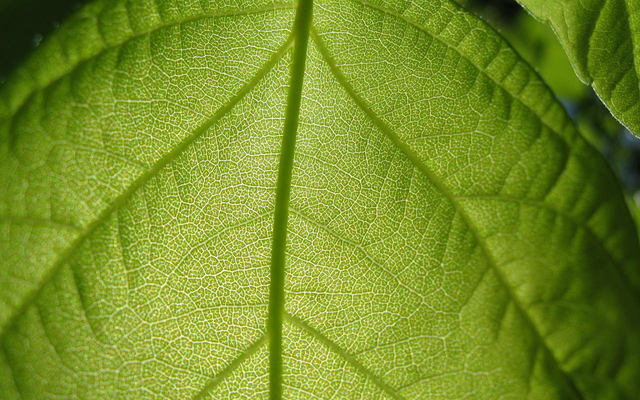 Leaf 2 1920x1200