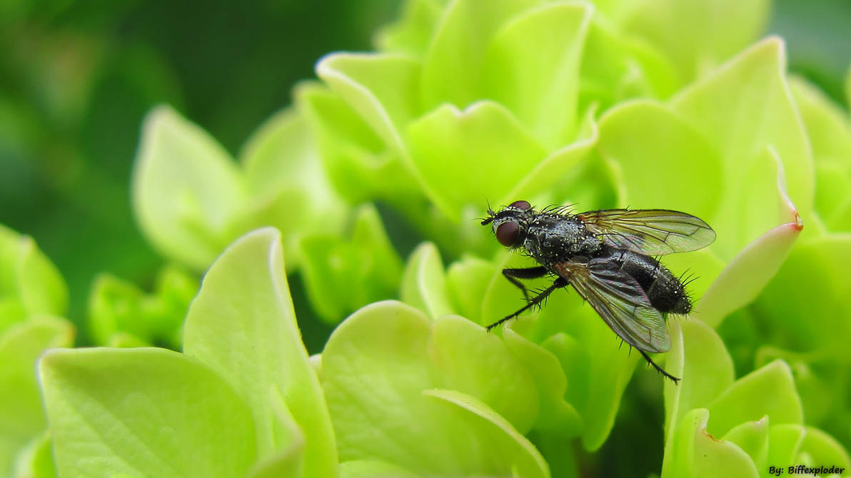 Deviantart Compostfly The Fly by biffexploder on DeviantArt