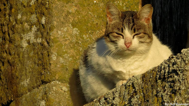 Cat on window 2