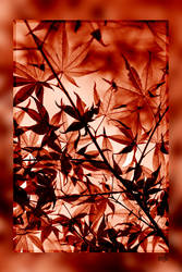 Red Scattered Leaves