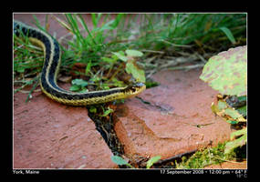 Garter Snake