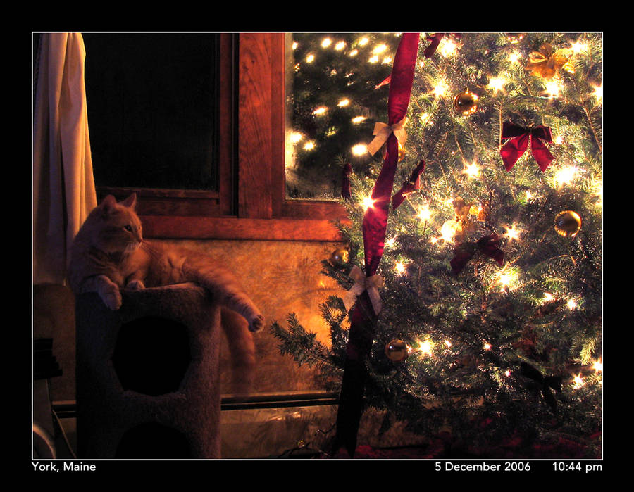 Kitty at Christmas by PhotographyByIsh