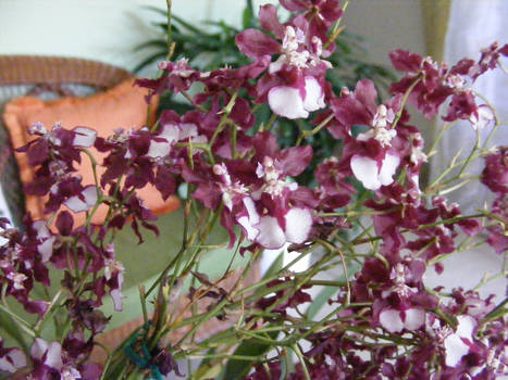 Orquedeas Oncidium