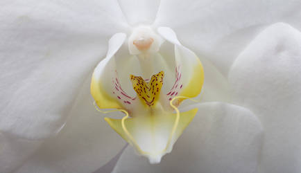 Orchid