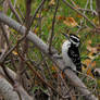 Hairy Woodpecker 1