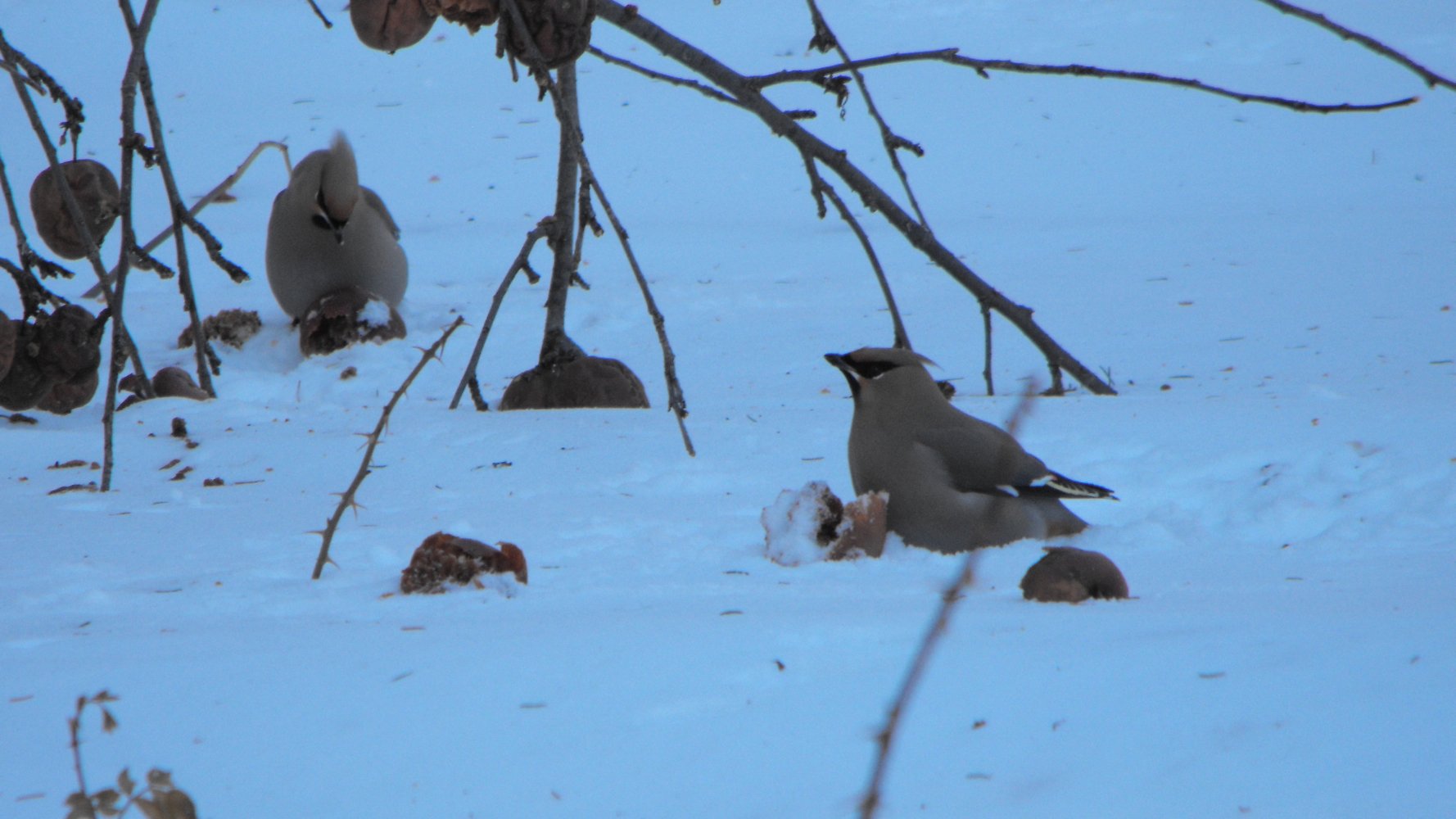 Bohemian Waxwing 1