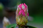 petaling bud by paddyola