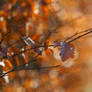 leafybrownbokeh