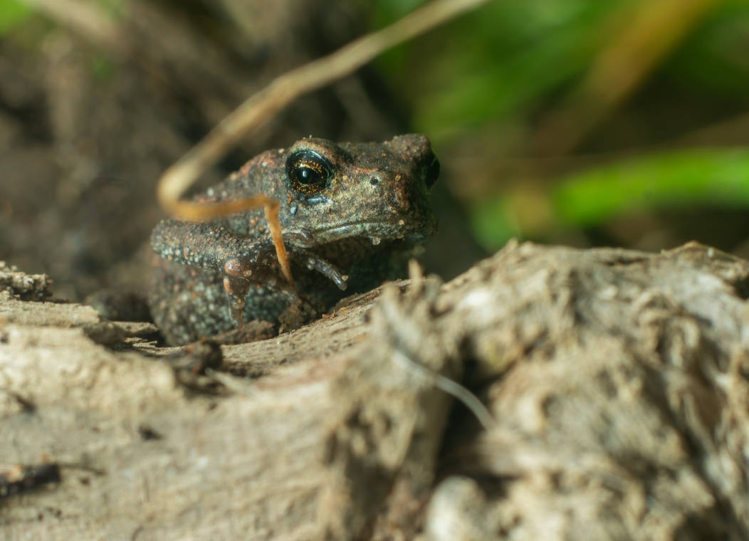 Toady tiny toady 2 by paddyola on DeviantArt