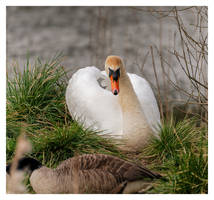 nesting with canadians