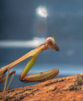 Moi the mantis