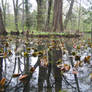 waterflowers