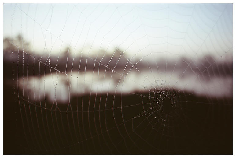 Spider View Strnth Spiders view by briedis on DeviantArt