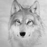 Wolf picture