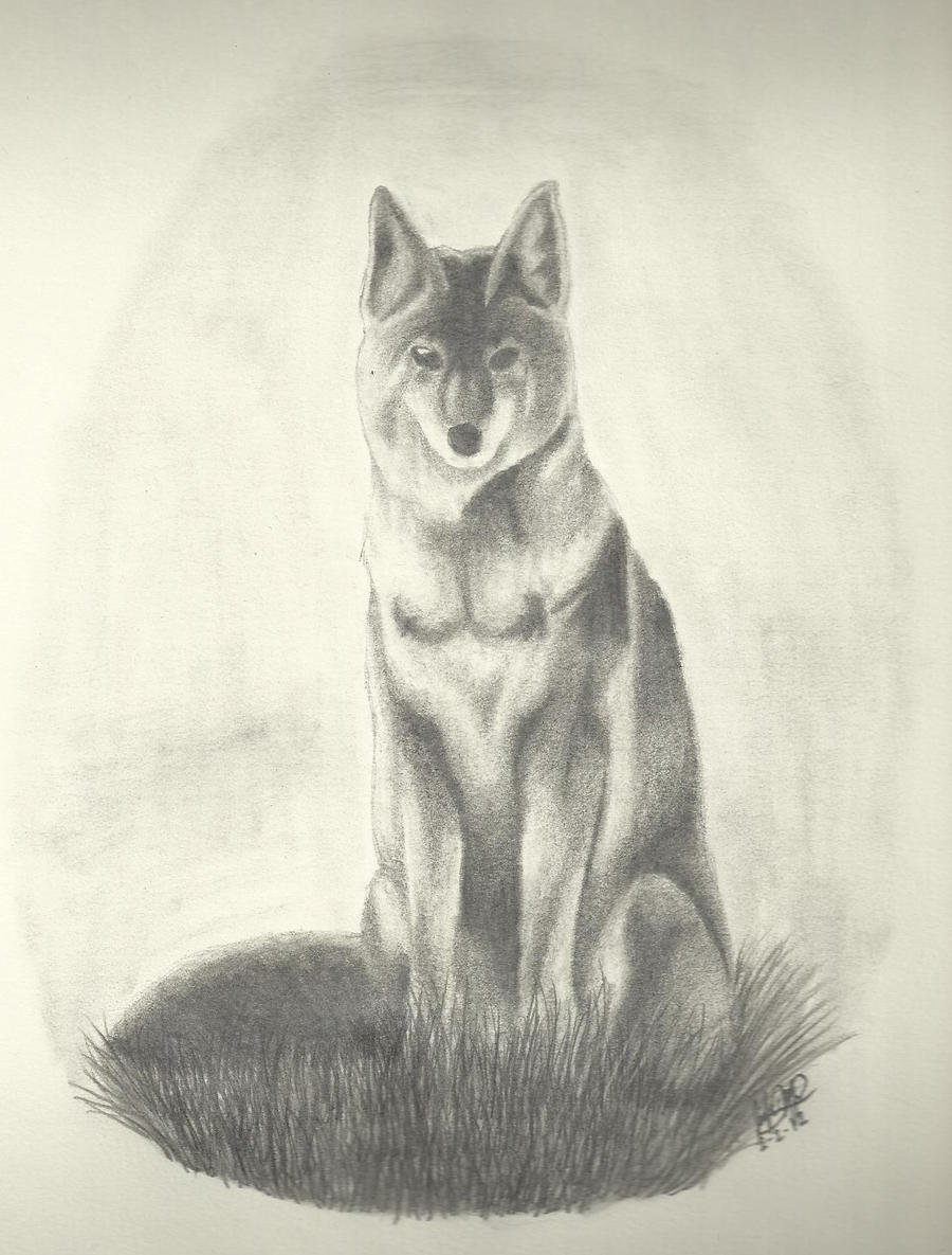 Coyote