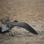 Bird: flying III