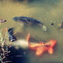 fish: koi I