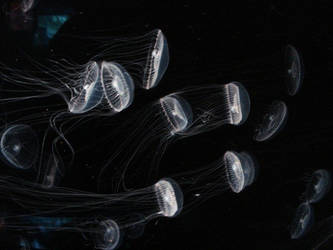 fish: jellyfish