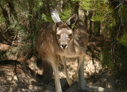 Wild Roo