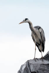 Heron