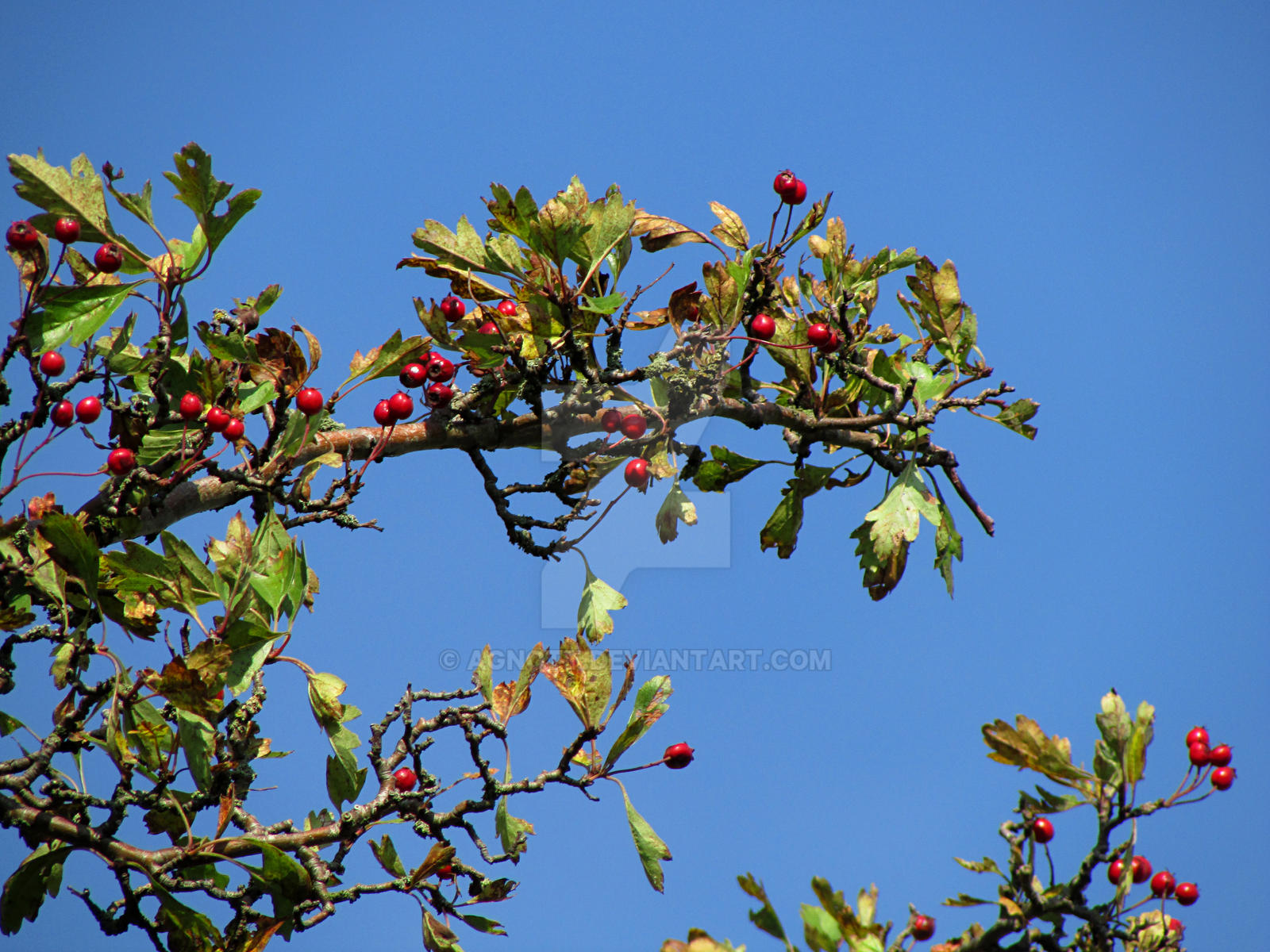 Berries in the Blue