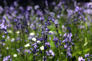 Bluebells