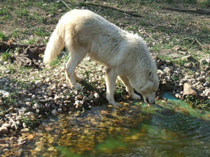 Drinking wolf