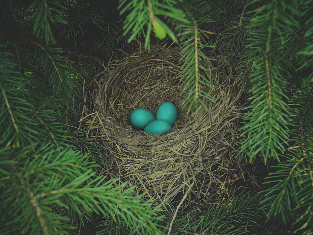 Little blue eggs by A-Negative-Blood Little blue eggs by A-Negative-Blood