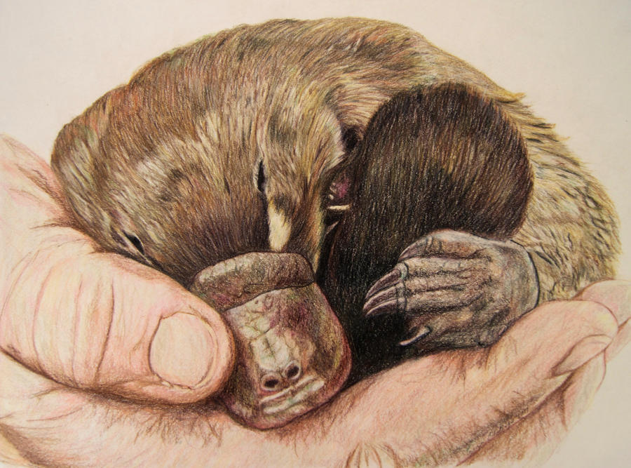 Baby Platypus By Tanjalouiseartist On Deviantart Baby Platypus By Tanjalouiseartist On Deviantart