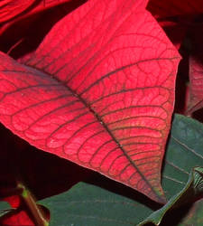 Red Leaves