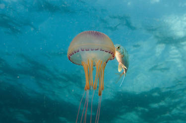 Mauritius dive2