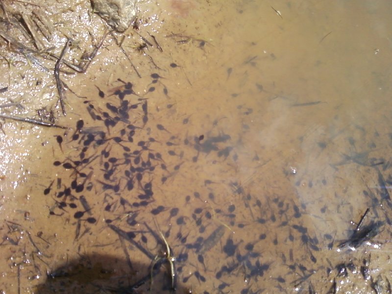 Tadpoles