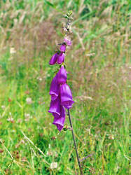 Flower at Caeverlock