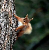 Red Squirrel 2