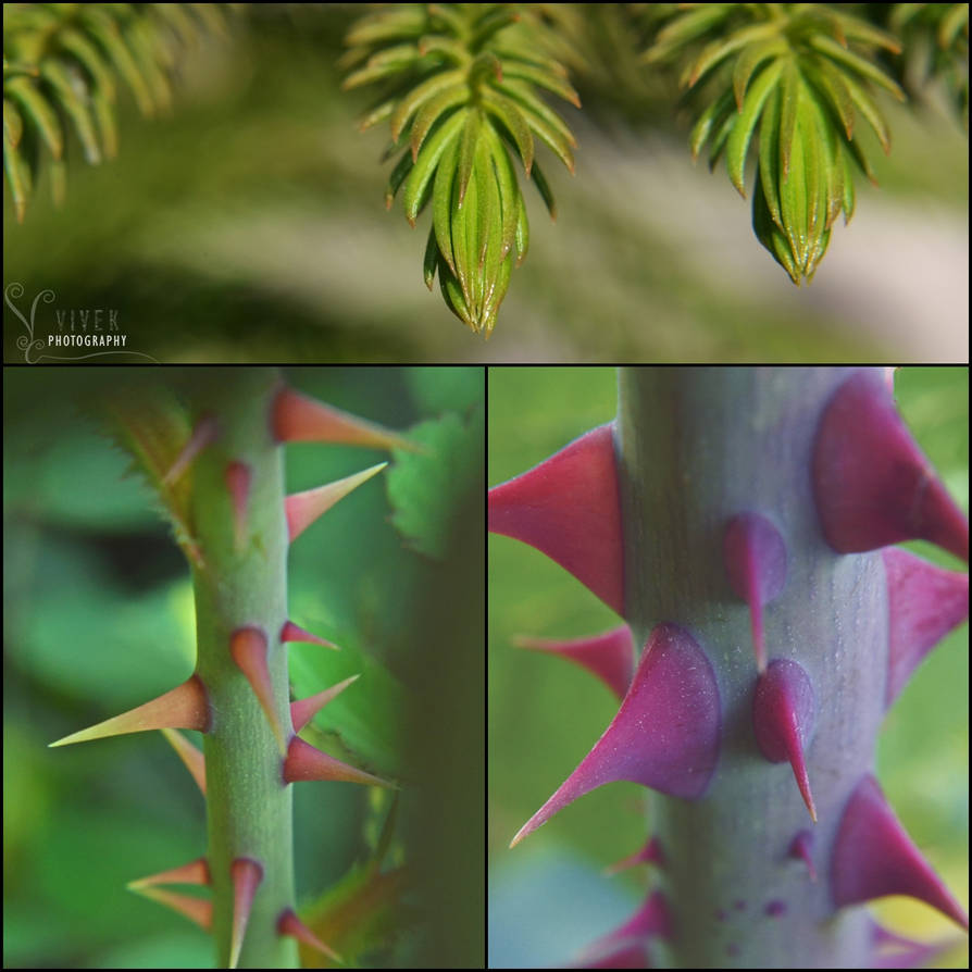 Problems are actually the opportunities with Thorn by vick460 on DeviantArt