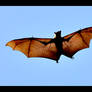 Flying Bat