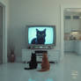 Channel Cat 54